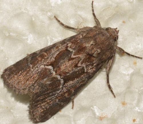 Réf. 266 808 : Thalpophila matura